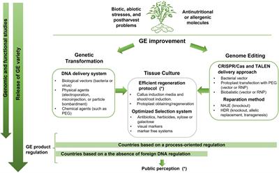 State of the Art of Genetic Engineering in Potato: From the First Report to Its Future Potential